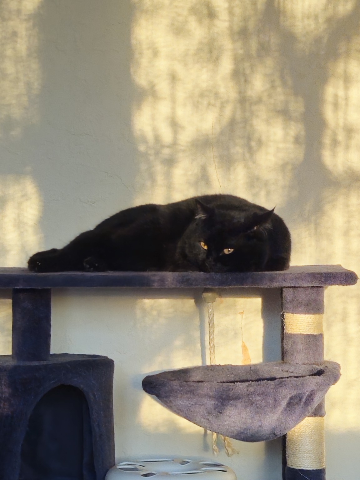 Simba liegt in der Sonne auf seinem Kratzbaum