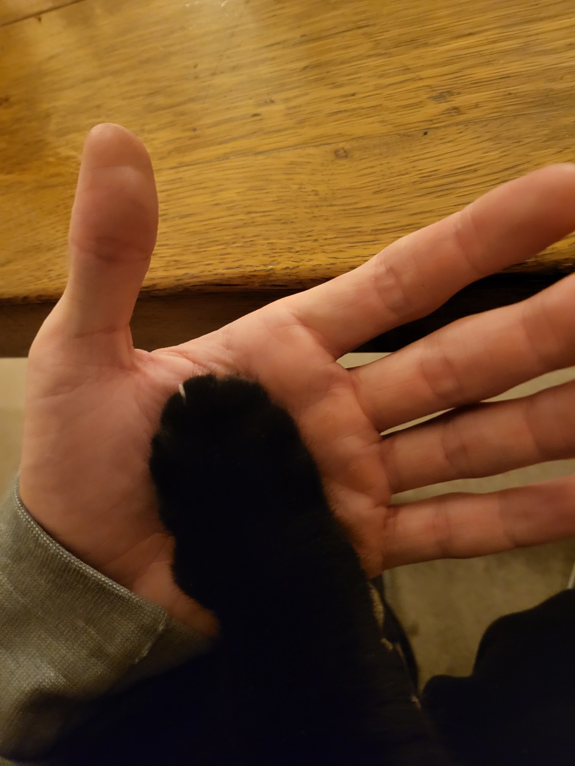 Simbas schwarze Pfote liegt in der Hand seines Papas
