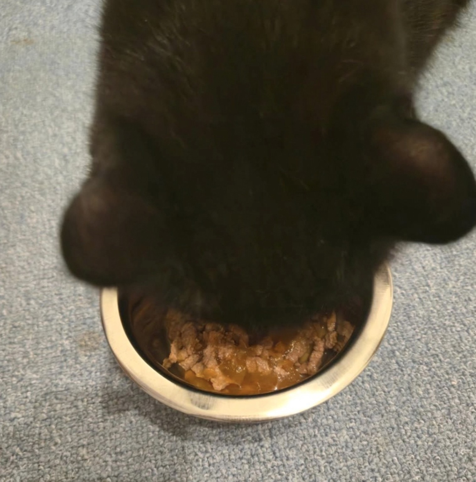 Simba beim Fressen