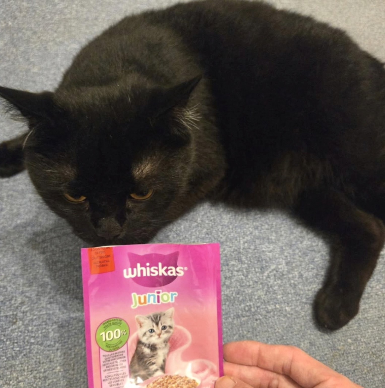 Simba mit Whiskas Junior